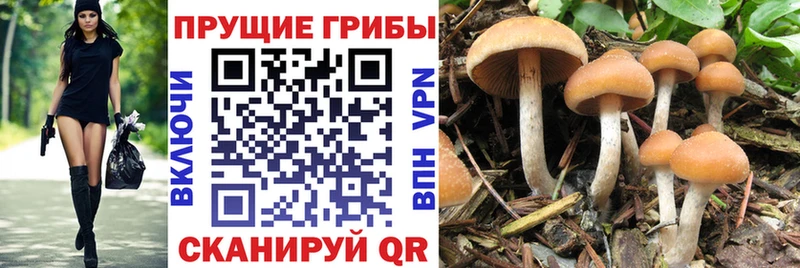 Псилоцибиновые грибы мицелий  где купить   Верхняя Салда 
